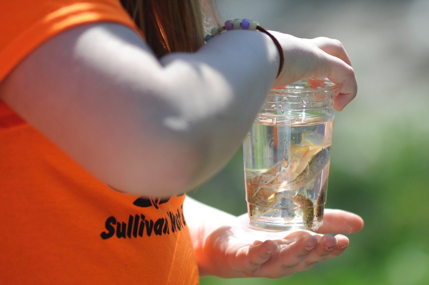 Tiny trout. Students gathered several fingerlings into plastic cups before releasing them into the creek.